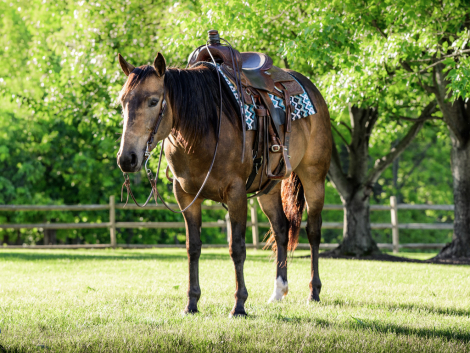 HorseID: 2317333 LJSCITISUNOAKSNOWPEP - PhotoID: 1104084