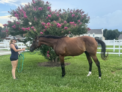 HorseID: 2317335 Tomasco - PhotoID: 1104085
