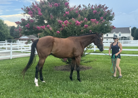 HorseID: 2317335 Tomasco - PhotoID: 1104086