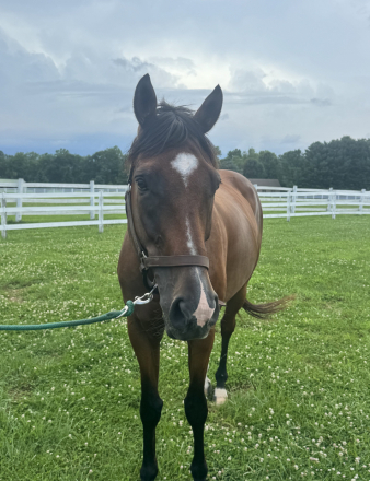 HorseID: 2317335 Tomasco - PhotoID: 1104087