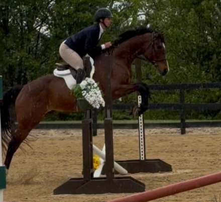 HorseID: 2317335 Tomasco - PhotoID: 1104089