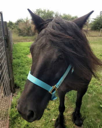HorseID: 2317337 Roxanne - PhotoID: 1104923