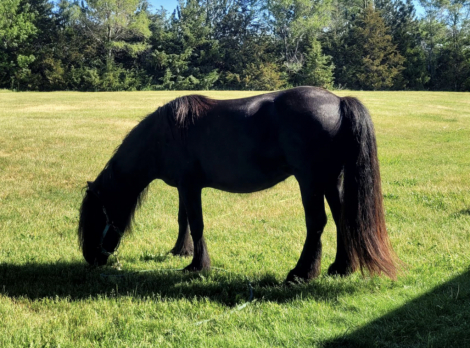HorseID: 2317337 Roxanne - PhotoID: 1104924