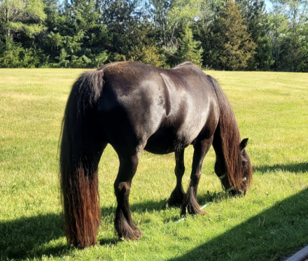 HorseID: 2317337 Roxanne - PhotoID: 1104925