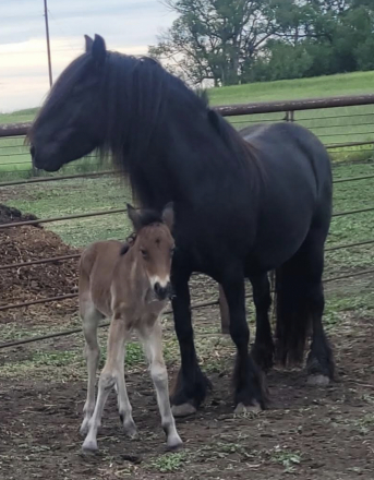 HorseID: 2317341 PrairieFell Rosie May - PhotoID: 1104716