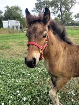 HorseID: 2317341 PrairieFell Rosie May - PhotoID: 1104717
