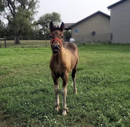 HorseID: 2317341 PrairieFell Rosie May - PhotoID: 1104718