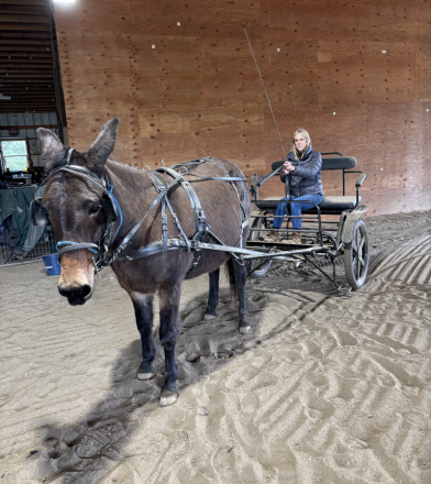 HorseID: 2317344 Sweat Annie - PhotoID: 1104093