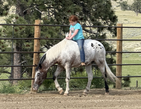 HorseID: 2317353 Chico - PhotoID: 1104100