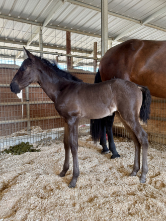 HorseID: 2317357 Dádiva De Bailon - PhotoID: 1104102