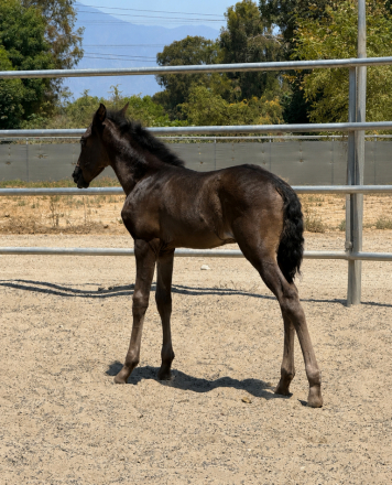 HorseID: 2317357 Dádiva De Bailon - PhotoID: 1104104