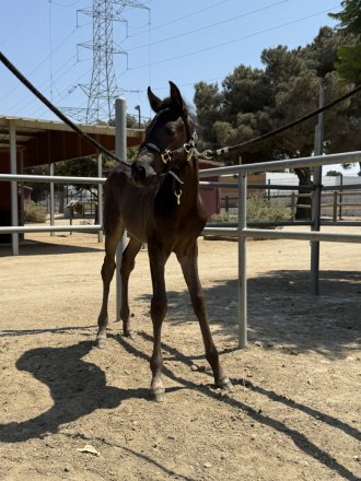 HorseID: 2317357 Dádiva De Bailon - PhotoID: 1104105