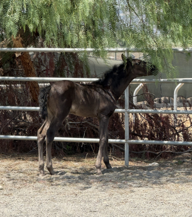 HorseID: 2317357 Dádiva De Bailon - PhotoID: 1104188