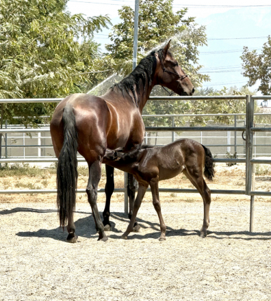 HorseID: 2317357 Dádiva De Bailon - PhotoID: 1104189