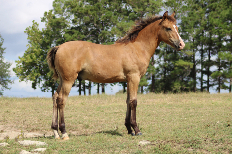 HorseID: 2317360 Selah's Double Won N Dun - PhotoID: 1104107