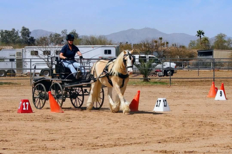 HorseID: 2317368 Worth Yukon Gold of CYC - PhotoID: 1104113