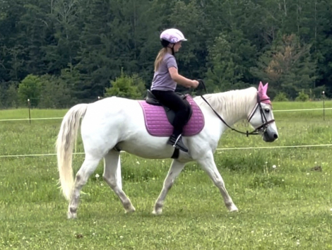 HorseID: 2317370 Luke - PhotoID: 1104144