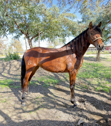 HorseID: 2317371 Eliana de Mythos - PhotoID: 1104115