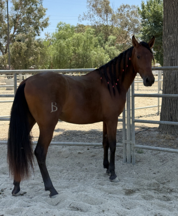 HorseID: 2317371 Eliana de Mythos - PhotoID: 1104116
