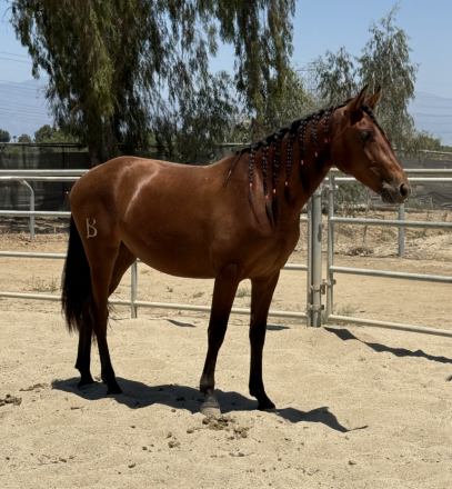 HorseID: 2317371 Eliana de Mythos - PhotoID: 1104117