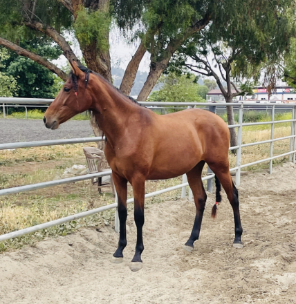 HorseID: 2317371 Eliana de Mythos - PhotoID: 1104118