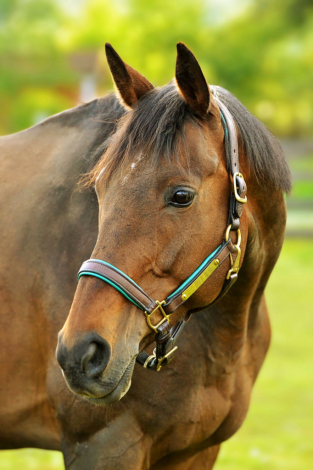 HorseID: 2317390 Paying Tribute - PhotoID: 1104130