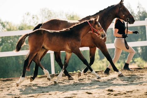 HorseID: 2317390 Paying Tribute - PhotoID: 1104131