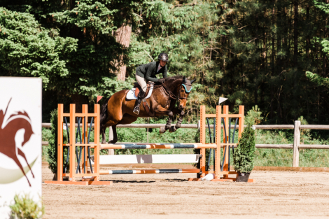 HorseID: 2317390 Paying Tribute - PhotoID: 1104132