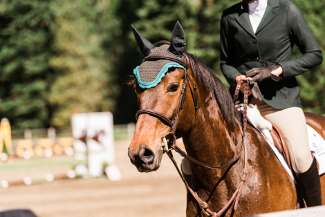 HorseID: 2317390 Paying Tribute - PhotoID: 1104133
