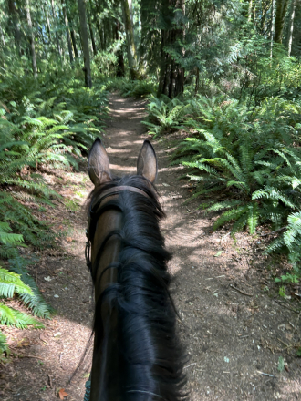 HorseID: 2317390 Paying Tribute - PhotoID: 1104134