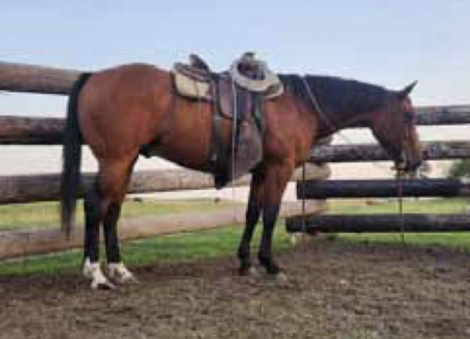 HorseID: 2317392 Gizmo - PhotoID: 1104136