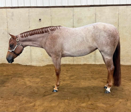 HorseID: 2317399 Surely Shes Perfect - PhotoID: 1104145