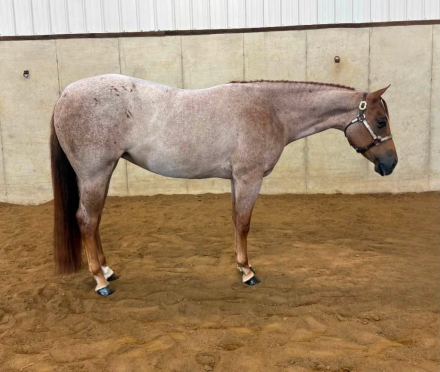 HorseID: 2317399 Surely Shes Perfect - PhotoID: 1104146