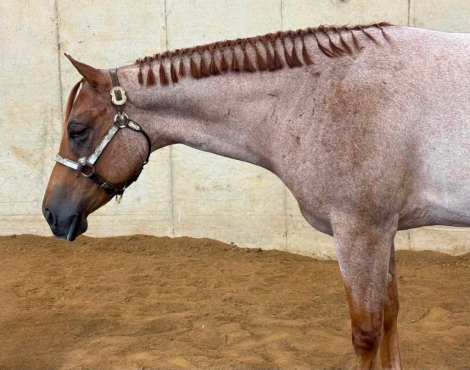 HorseID: 2317399 Surely Shes Perfect - PhotoID: 1104147