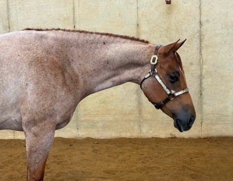 HorseID: 2317399 Surely Shes Perfect - PhotoID: 1104148