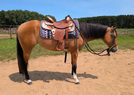 HorseID: 2317402 Call Me A Dun Zippo - PhotoID: 1104156