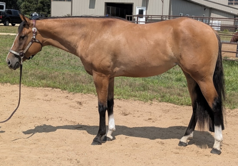 HorseID: 2317402 Call Me A Dun Zippo - PhotoID: 1104157