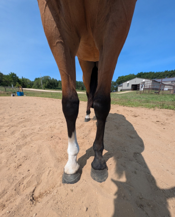 HorseID: 2317402 Call Me A Dun Zippo - PhotoID: 1104158