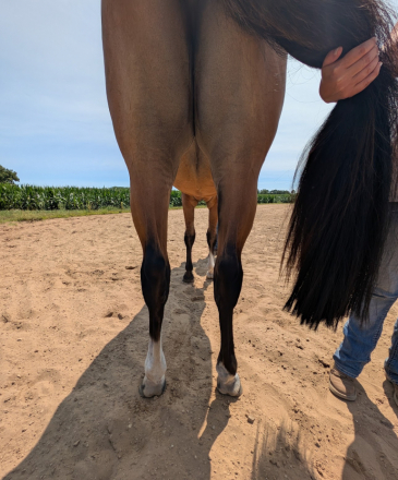 HorseID: 2317402 Call Me A Dun Zippo - PhotoID: 1104159