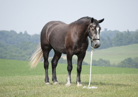 HorseID: 2317405 Dallas - PhotoID: 1104161