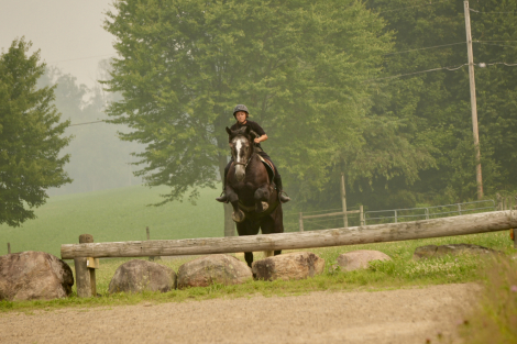 HorseID: 2317405 Dallas - PhotoID: 1104162