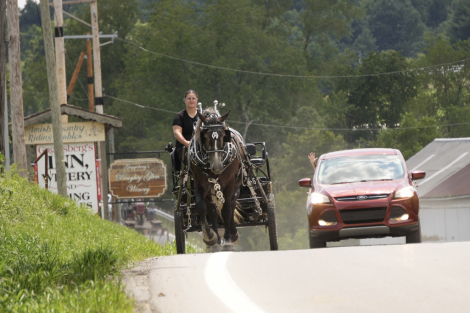 HorseID: 2317405 Dallas - PhotoID: 1104163