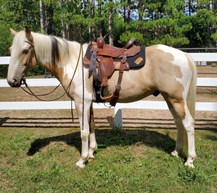 HorseID: 2317406 Duke - PhotoID: 1105166