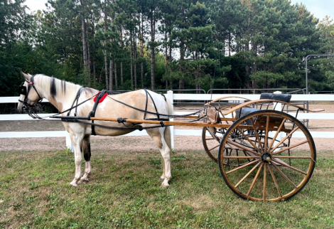 HorseID: 2317406 Duke - PhotoID: 1105167