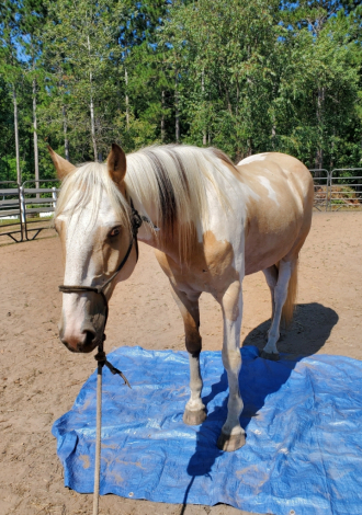 HorseID: 2317406 Duke - PhotoID: 1105255