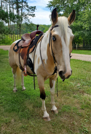 HorseID: 2317406 Duke - PhotoID: 1105256