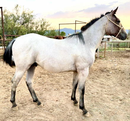 HorseID: 2317407 Shaboozey - PhotoID: 1104166