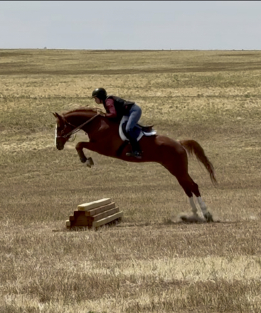 HorseID: 2317414 Van Hailen KB Z - PhotoID: 1104170