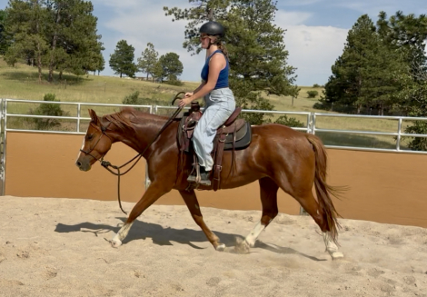 HorseID: 2317414 Van Hailen KB Z - PhotoID: 1104171