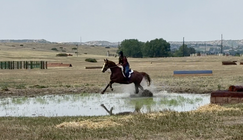HorseID: 2317414 Van Hailen KB Z - PhotoID: 1104172